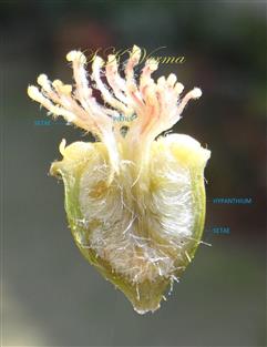  Hypanthium V.S. with gynoecium